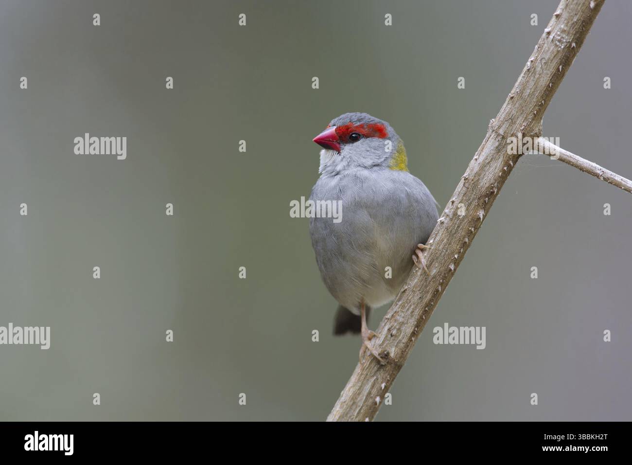 Finlandais à sourcils rouges (Neochmia temporalis), Queensland, Australie, Océanie Banque D'Images