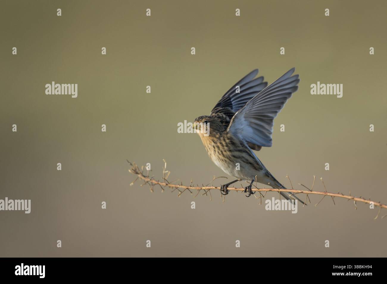 Twite (Linaria flavirostris), Schleswig-Holstein, Allemagne, Europe Banque D'Images