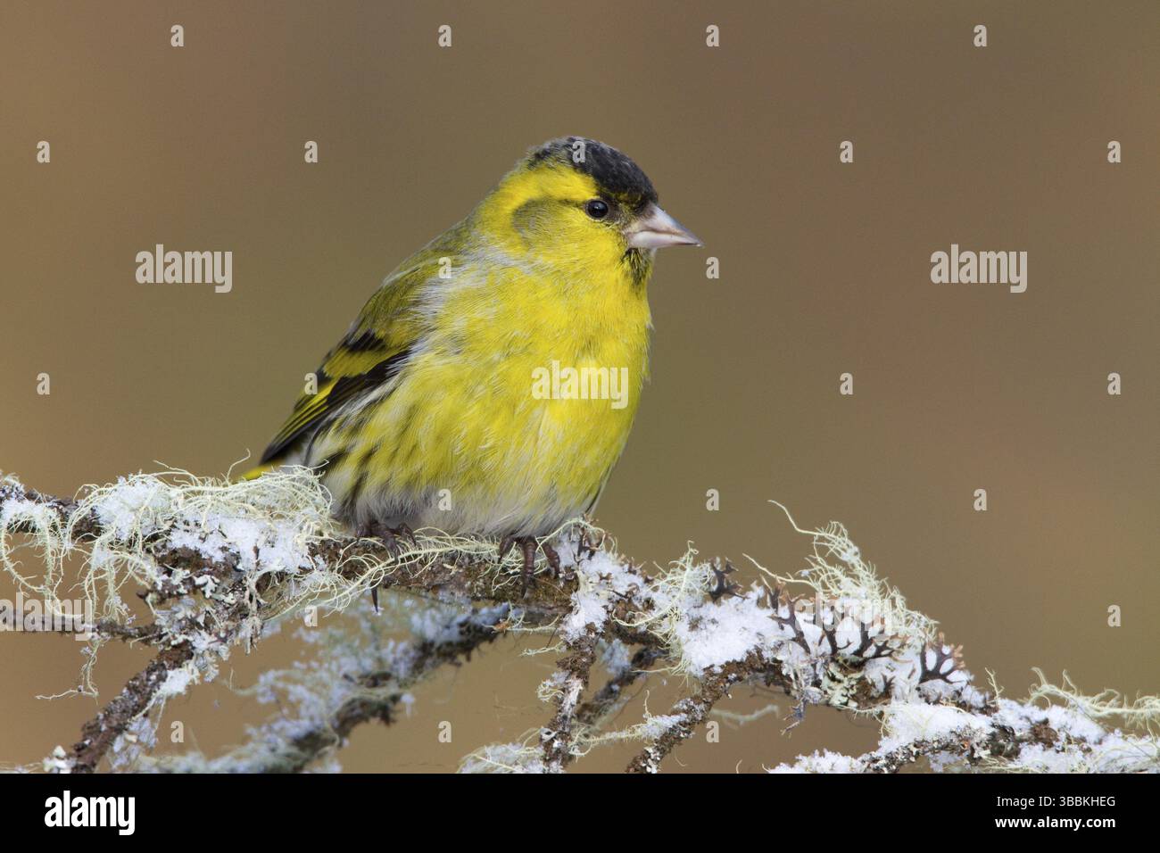 Eurasian Siskin (Spinus spinus) male, composé Gallen, Switzerland, Europe Banque D'Images