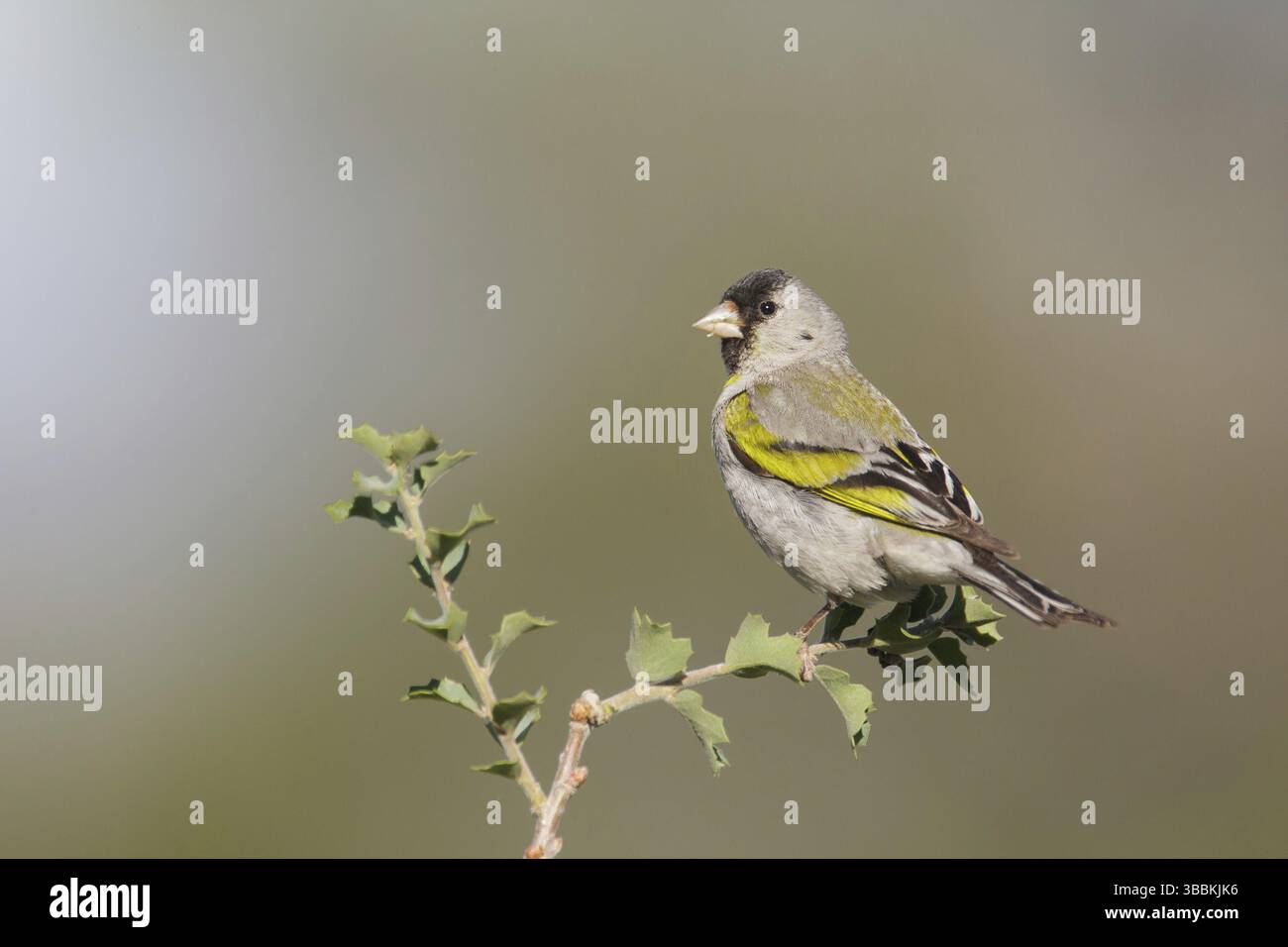 Lawrence's Goldfinch (Spinus lawrencei) mâle, Californie, États-Unis, Amérique du Nord Banque D'Images