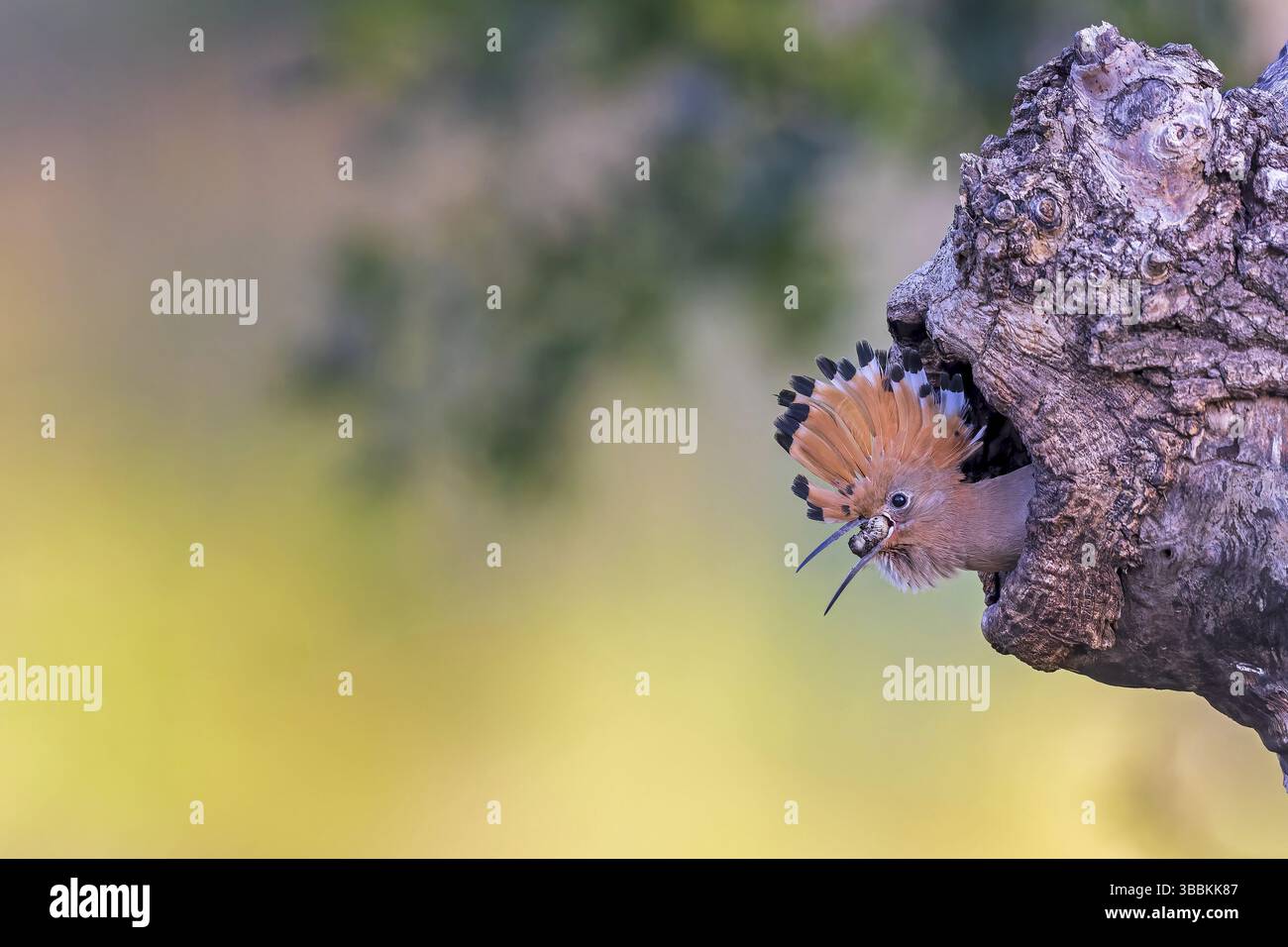 Eurasian Hoopoe (Upupa epops) scrutant la cavité de reproduction, Saxe-Anhalt, Allemagne, Europe Banque D'Images