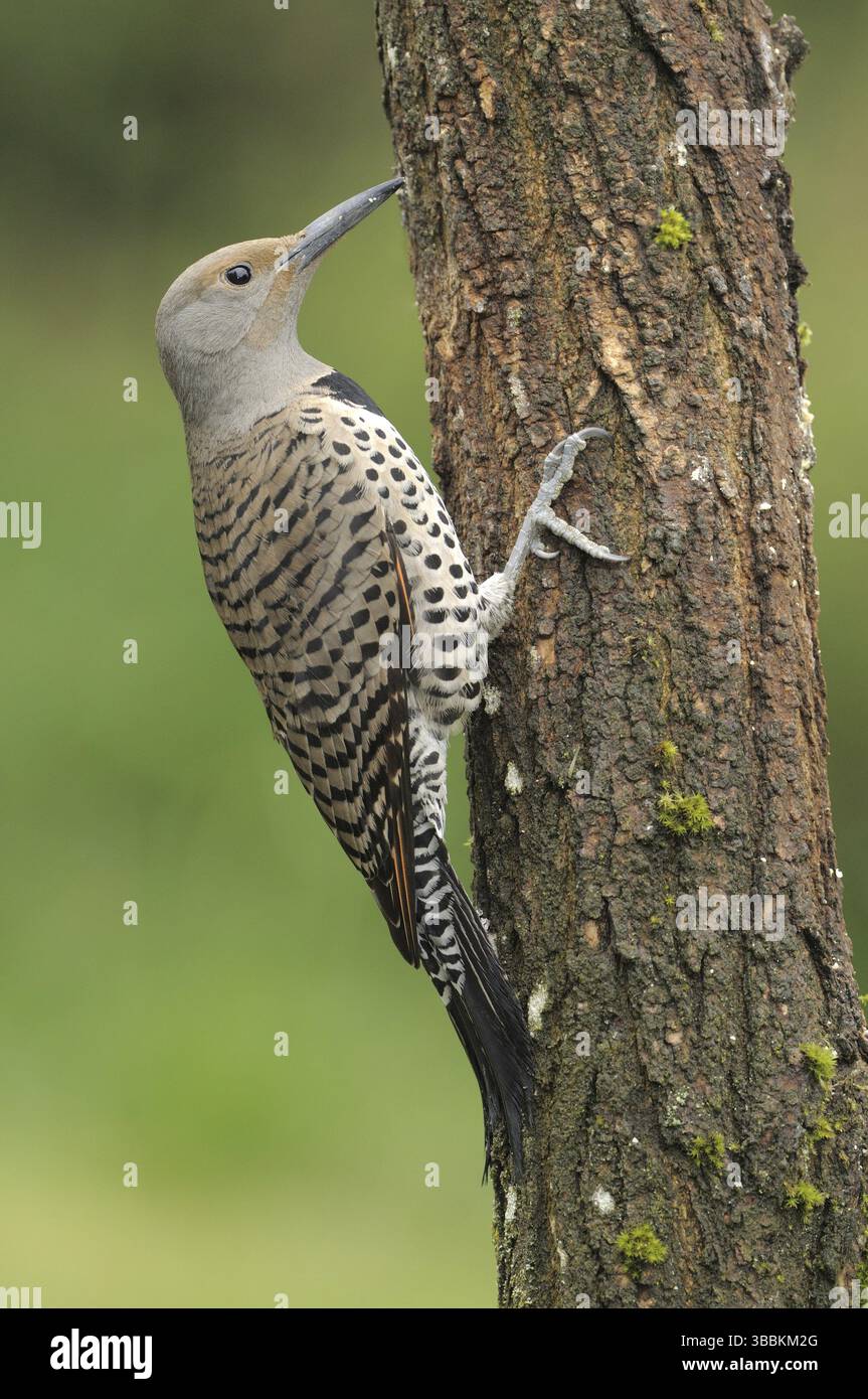 Scintillement nordique (Colaptes auratus), Colombie-Britannique, Canada, Amérique du Nord Banque D'Images Scintillement nordique (Colaptes auratus), Colombie-Britannique, Canada, Amérique du Nord Banque D'Images