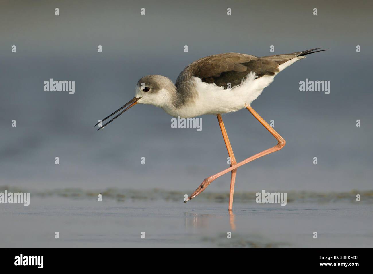Cueillette d'alevins à ailes noires (Himantopus himantopus), Phetchaburi, Thaïlande, Asie Banque D'Images