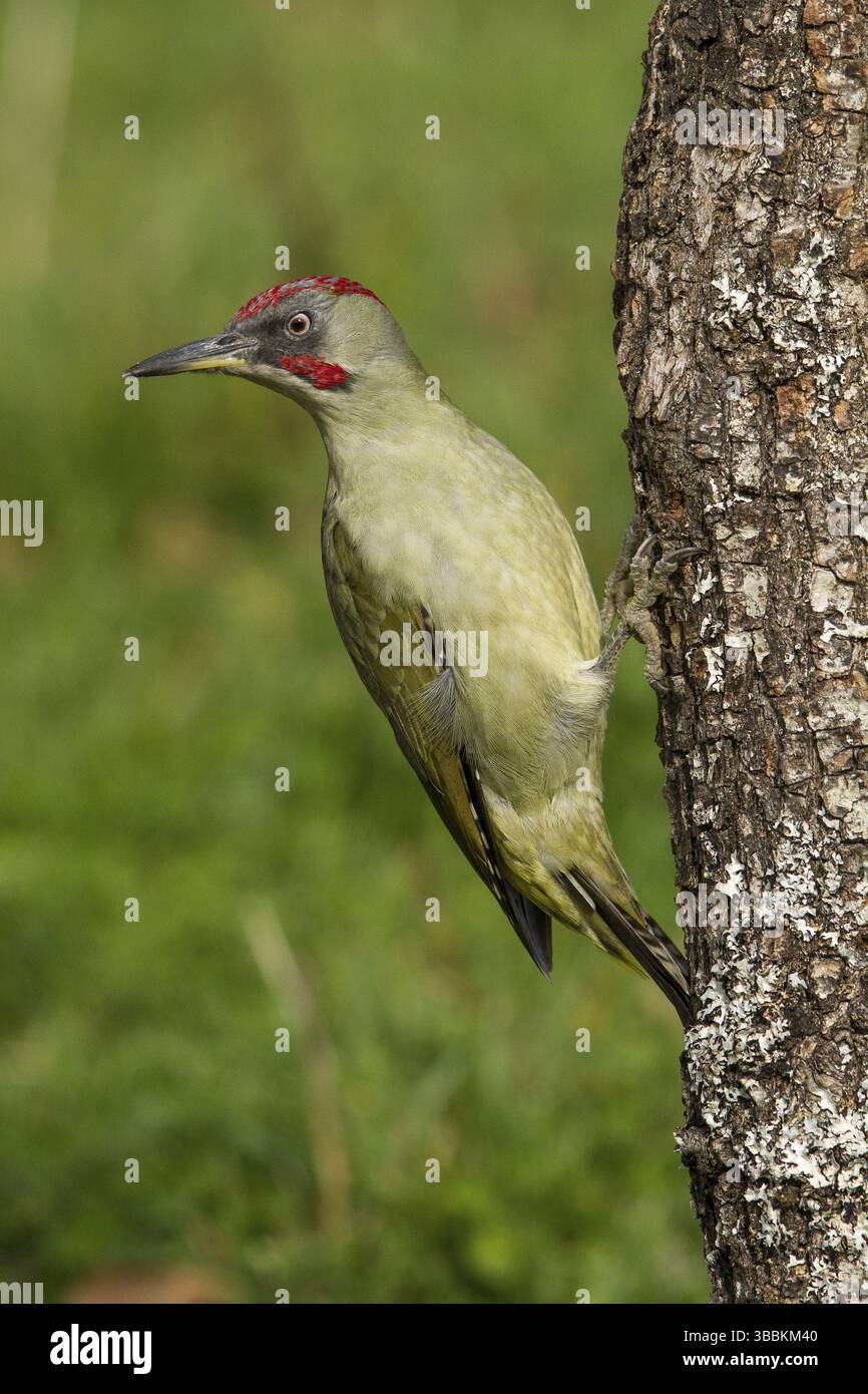 Pic vert européen (Picus viridis), mâle adulte perché sur un arbre, Castilla Leon, Espagne, Europe Banque D'Images