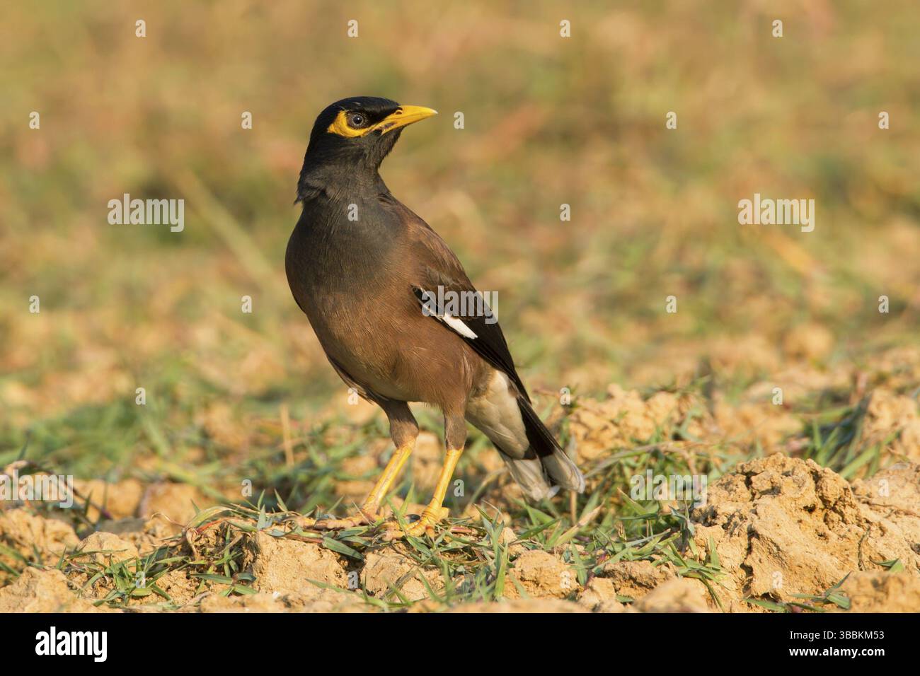 Myna commune (Acridotheres tristis), Phetchaburi, Thaïlande, Asie Banque D'Images