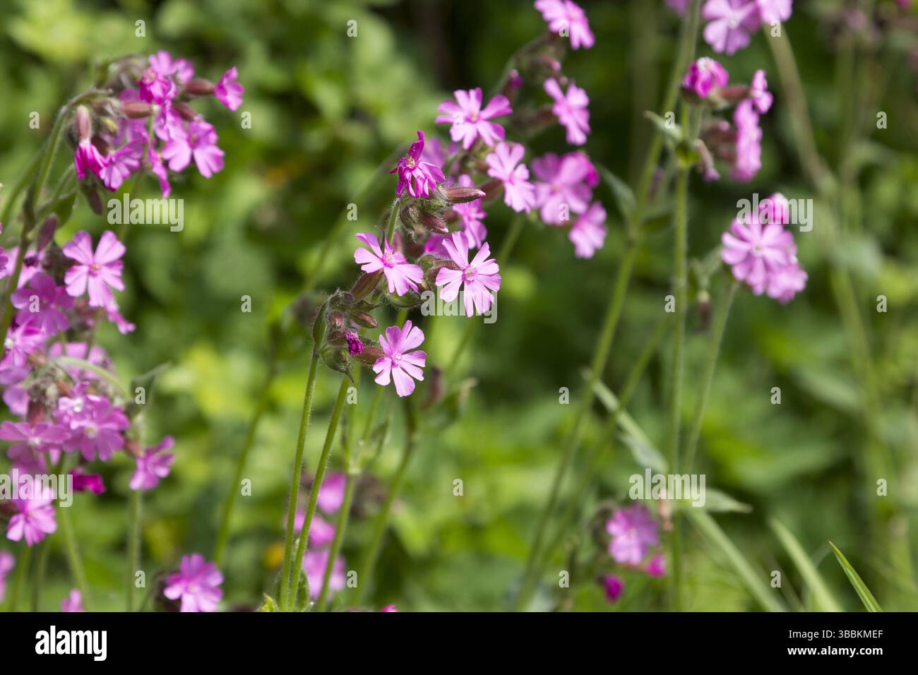 Red Catchfly Banque D'Images