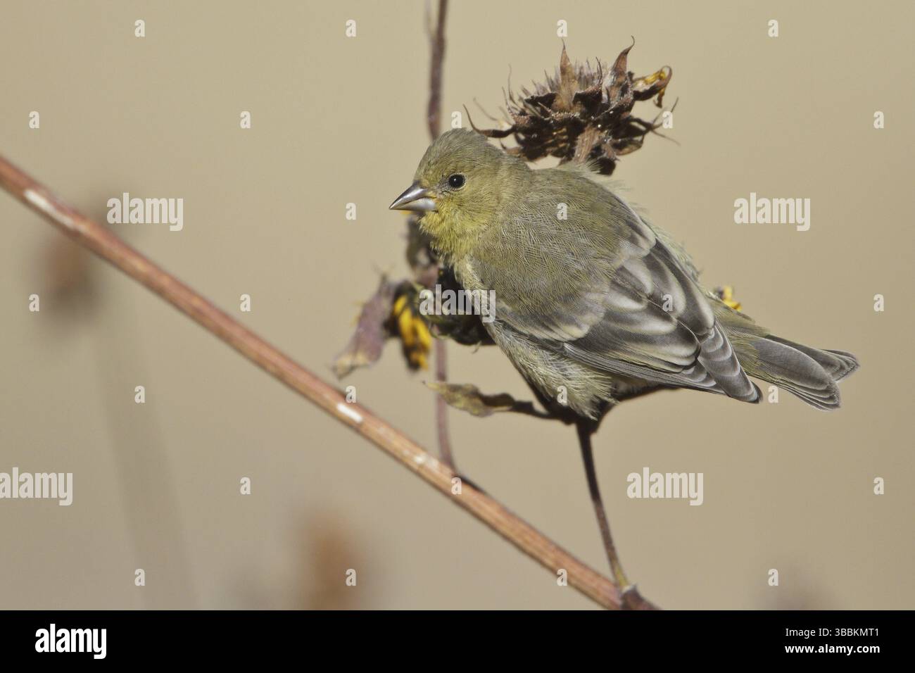 American Goldfinch (Spinus tristis) femelle, Nouveau Mexique, États-Unis, Amérique du Nord Banque D'Images
