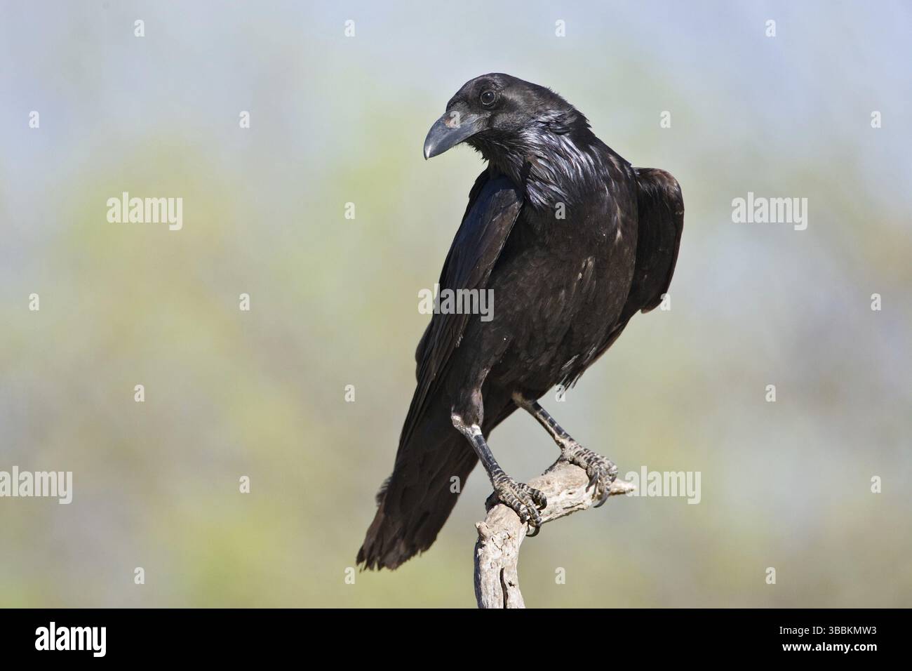 Corbeau du Nord (Corvus corax), Arizona, États-Unis, Amérique du Nord Banque D'Images Corbeau du Nord (Corvus corax), Arizona, États-Unis, Amérique du Nord Banque D'Images