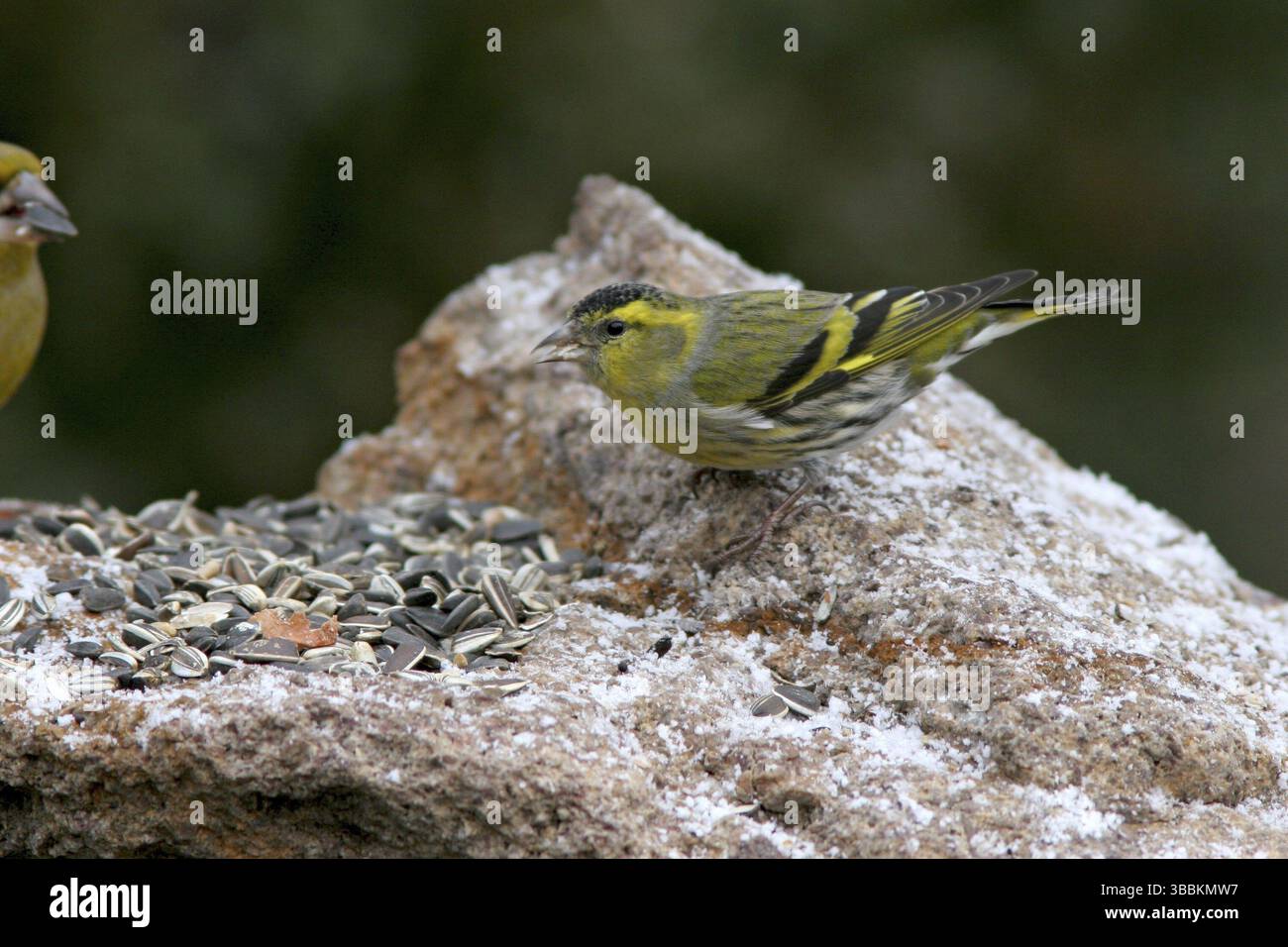 Siskin eurasien (Spinus spinus) mâle, Bade-Wuertemberg, Allemagne, Europe Banque D'Images