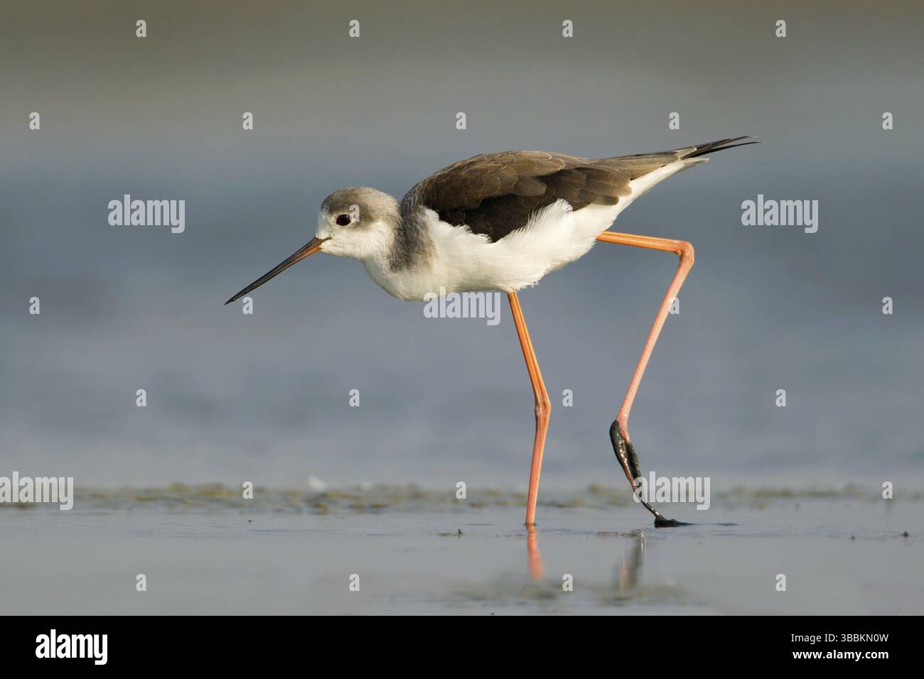 Cueillette d'alevins à ailes noires (Himantopus himantopus), Phetchaburi, Thaïlande, Asie Banque D'Images