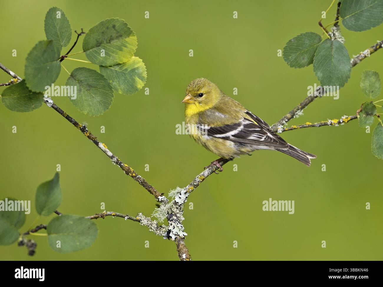 Femelle américaine (Spinus tristis), Colombie-Britannique, Canada, Amérique du Nord Banque D'Images