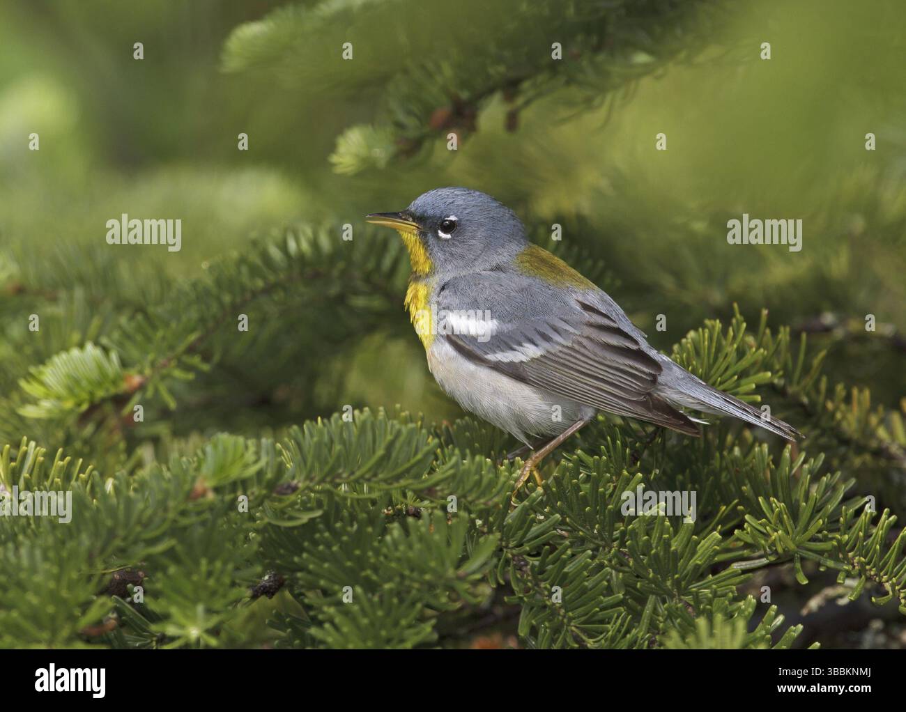 Parula du Nord (Setophaga americana), Maine, États-Unis, Amérique du Nord Banque D'Images Parula du Nord (Setophaga americana), Maine, États-Unis, Amérique du Nord Banque D'Images