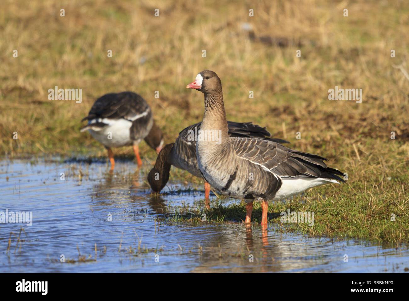 Grande oie à fronts blancs (Anser albifrons), Rhénanie du Nord-Westphalie, Allemagne, Europe Banque D'Images