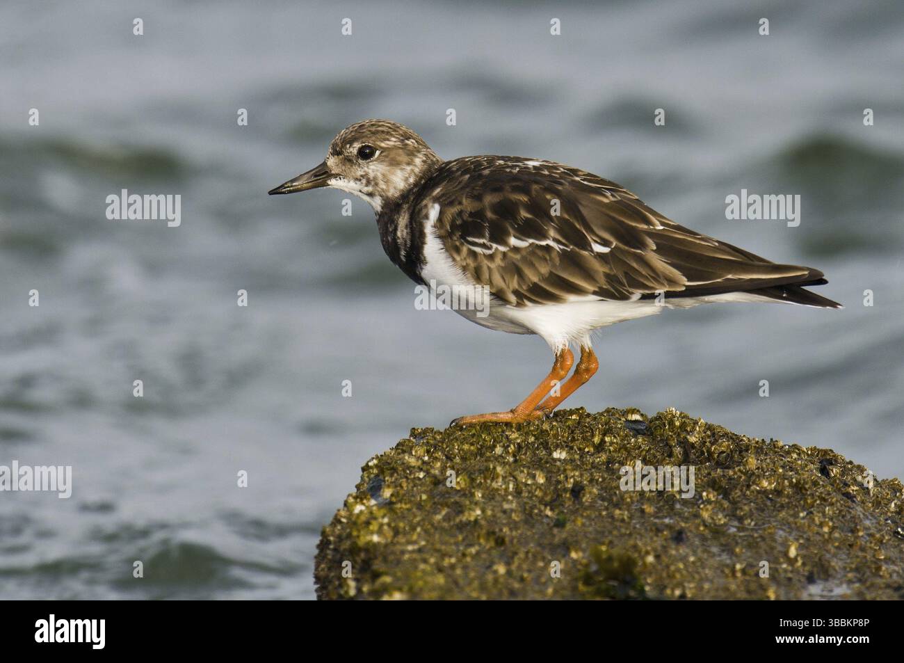 Ruddy Turnstone (Arenaria interpres), New Jersey, États-Unis, Amérique du Nord Banque D'Images