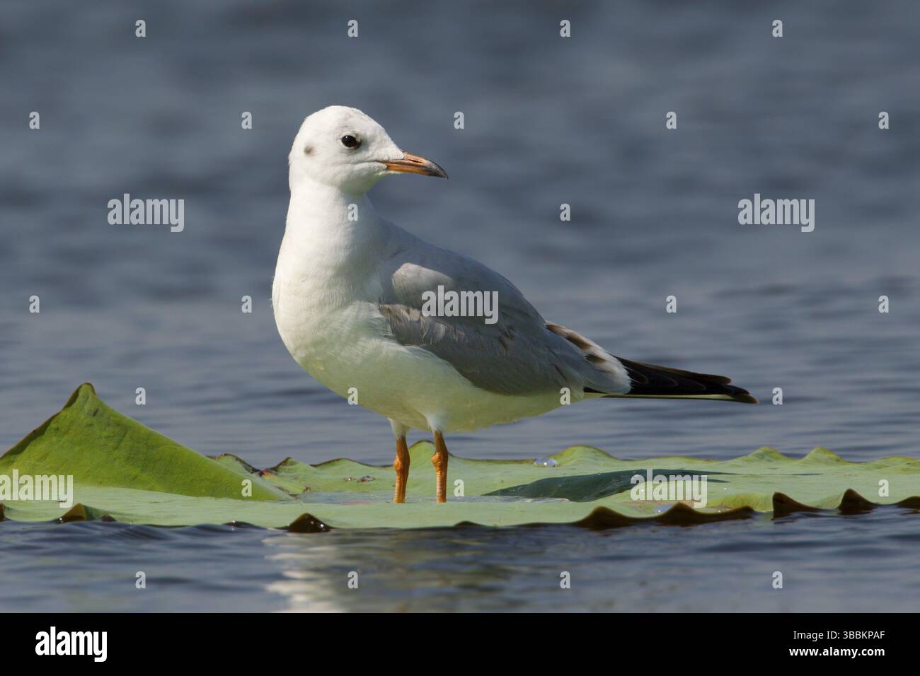 Mouette à tête noire (Chroicocephalus ridibundus) perchée sur une feuille de nénuphar, Bueng Boraphet, Thaïlande, Asie Banque D'Images