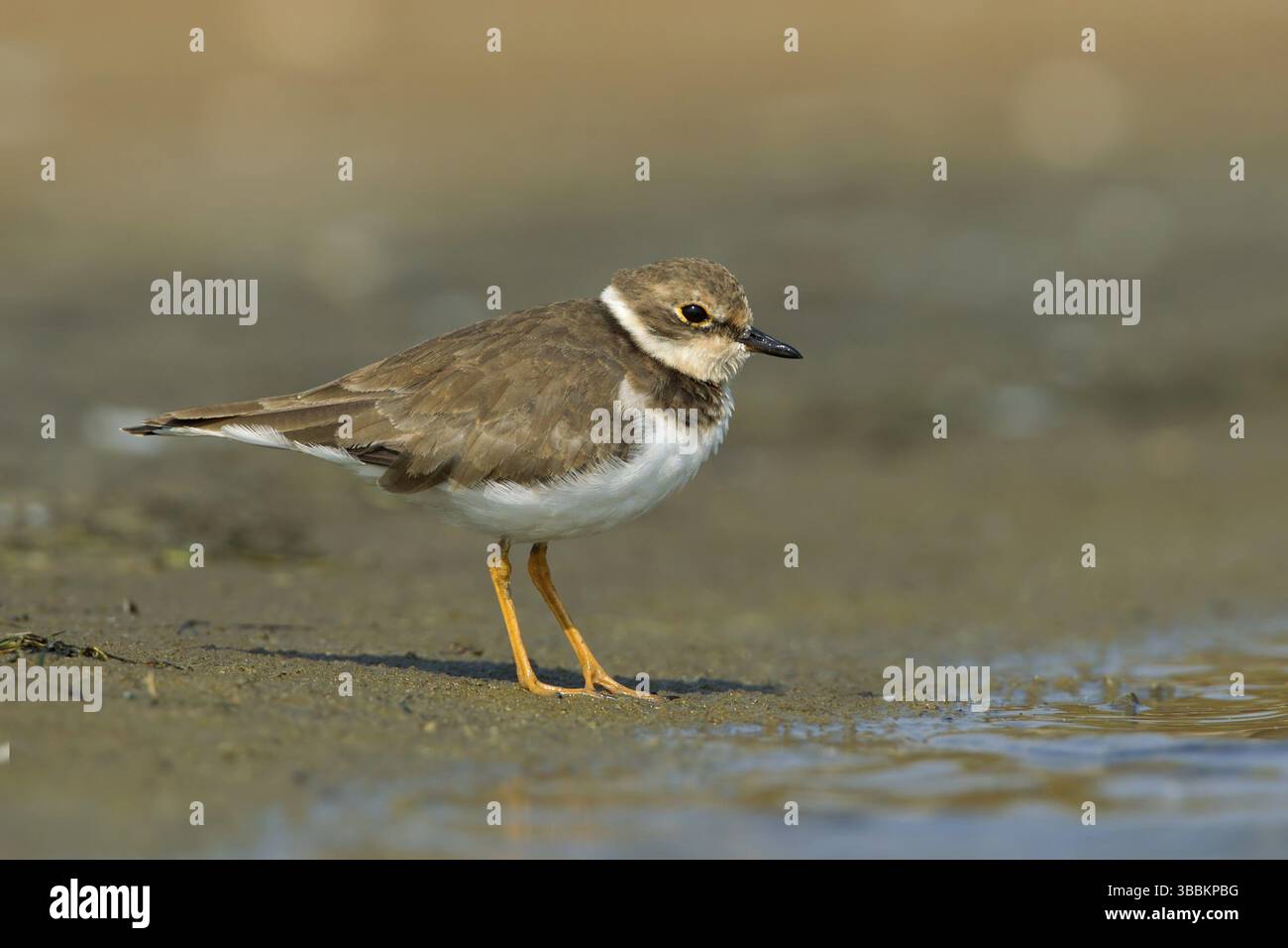 Petit Pluvier annelé (Charadrius dubius), Phetchaburi, Thaïlande, Asie Banque D'Images