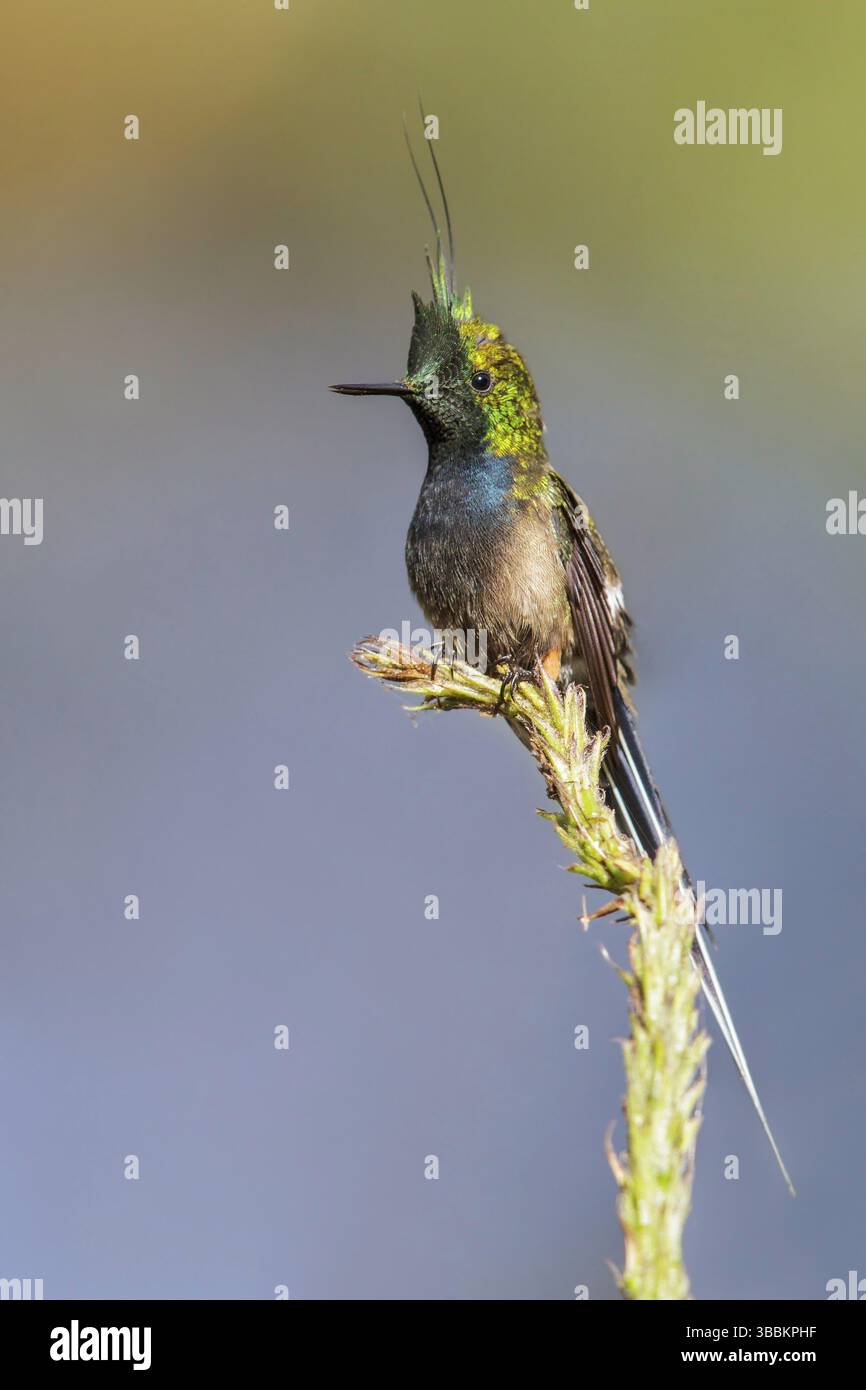 Popelairii (Popelairia popelairii) perchée sur une branche dans le parc national de Manu, au Pérou, en Amérique du Sud Banque D'Images