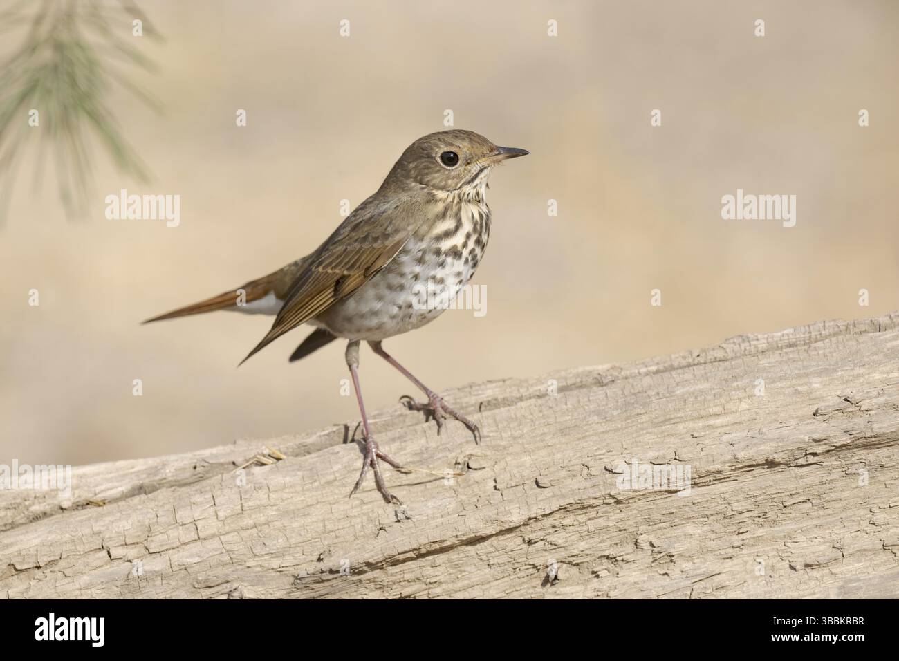 Muguet ermite (Catharus guttatus) perché sur une bûche, Californie, États-Unis, Amérique du Nord Banque D'Images