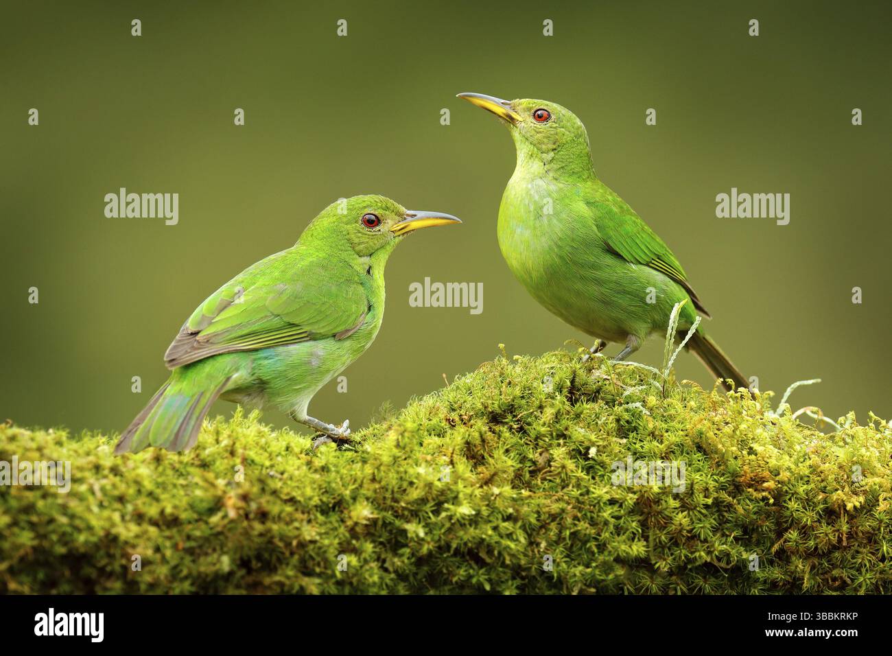 Green Honeyrampante, Chlorophanes spiza, Malachite exotique vert et bleu oiseau forme Costa Rica. Portrait en gros plan d'un animal agréable dans l'habitat. TW Banque D'Images