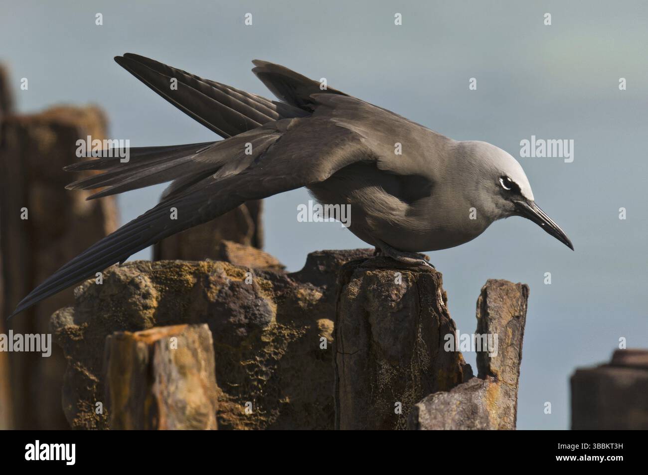 Brown Noddy (Anous stolidus), Hawaï, États-Unis, Amérique du Nord Banque D'Images