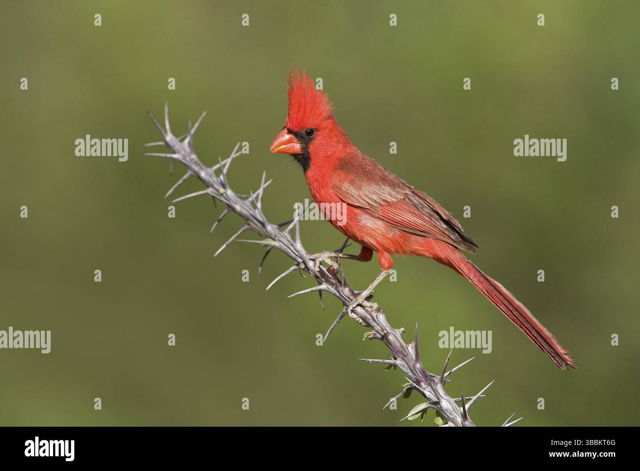 Cardinal du Nord (Cardinalis cardinalis), Arizona, États-Unis, Amérique du Nord Banque D'Images