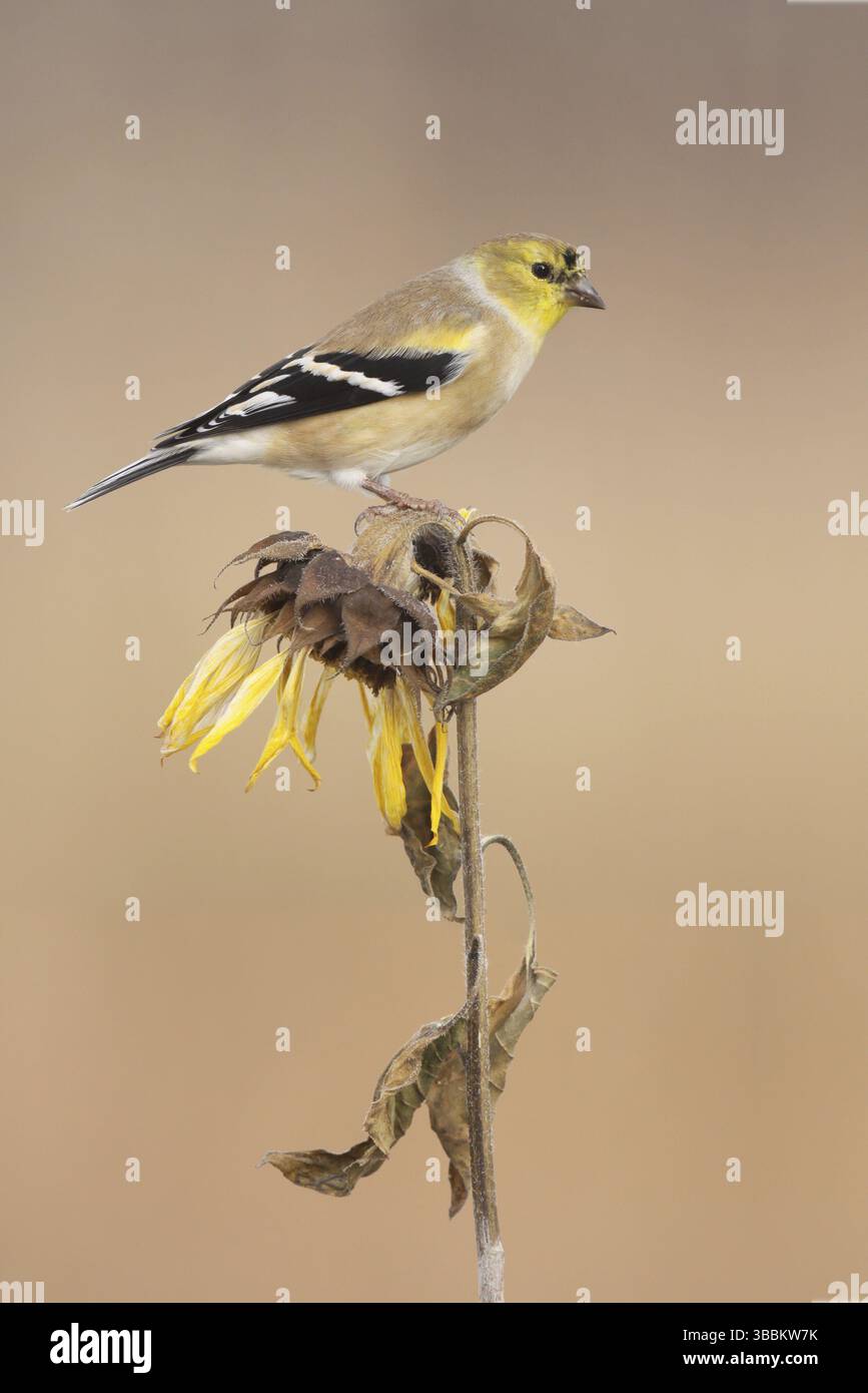 Goldfinch américain (Spinus tristis), Ohio, États-Unis, Amérique du Nord Banque D'Images