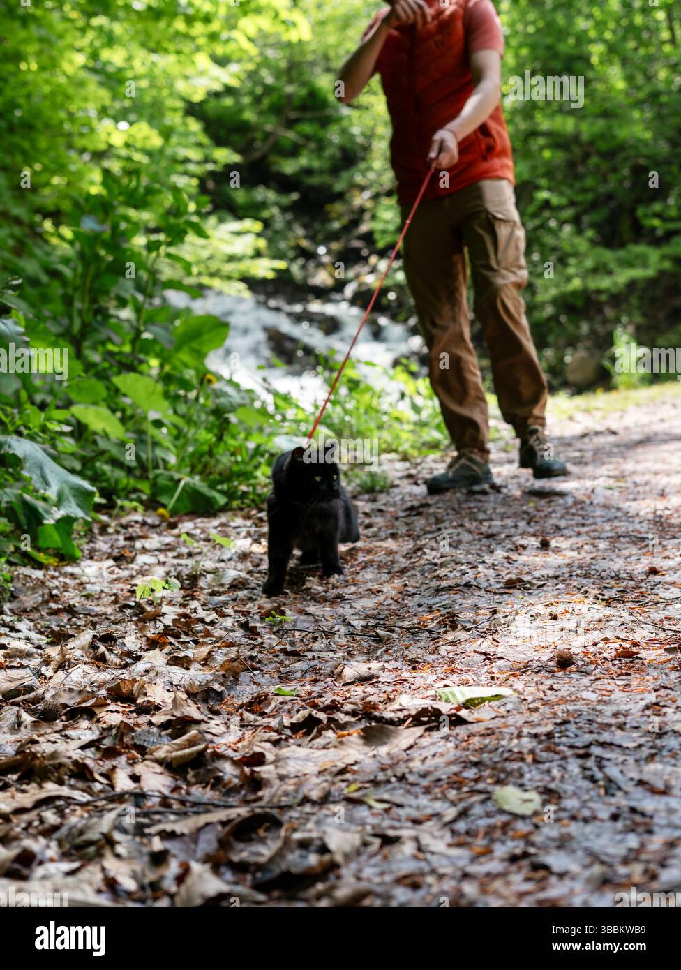 Chat portant une laisse guidé par le propriétaire sur un chemin forestier. Le chat semble prudent tandis que le propriétaire l'encourage doucement vers l'avant, entouré de luxuriants Banque D'Images