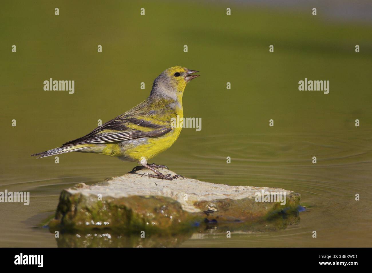 Citril Finch (Carduelis citrinella) mâle, Autriche, Europe Banque D'Images