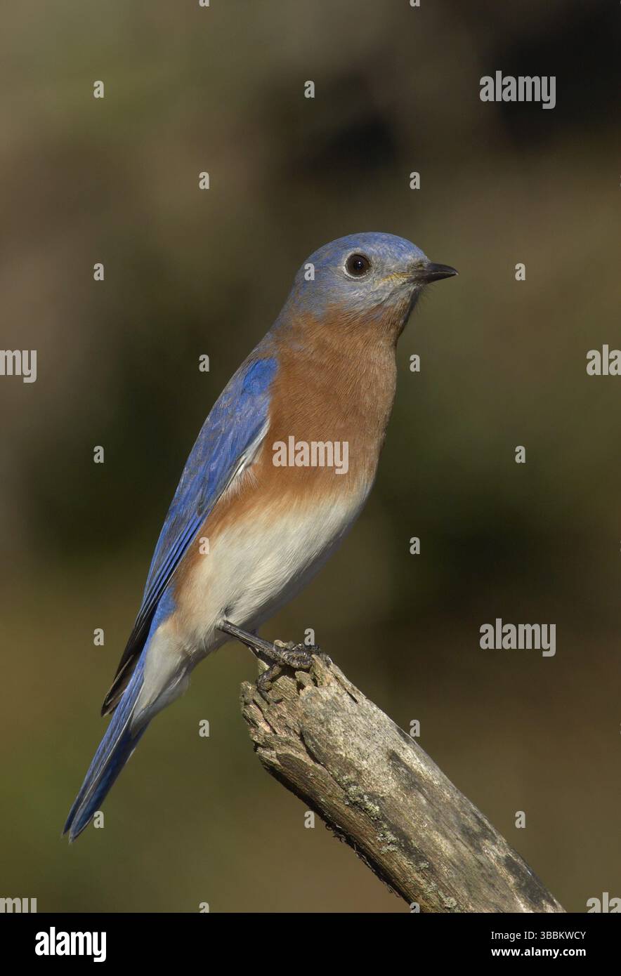 Bluebird de l'est (Sialia sialis), Ohio, États-Unis, Amérique du Nord Banque D'Images
