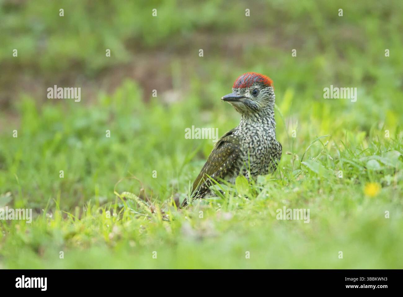 Pic vert européen (Picus viridis) juvénile, Rhénanie-Palatinat, Allemagne, Europe Banque D'Images