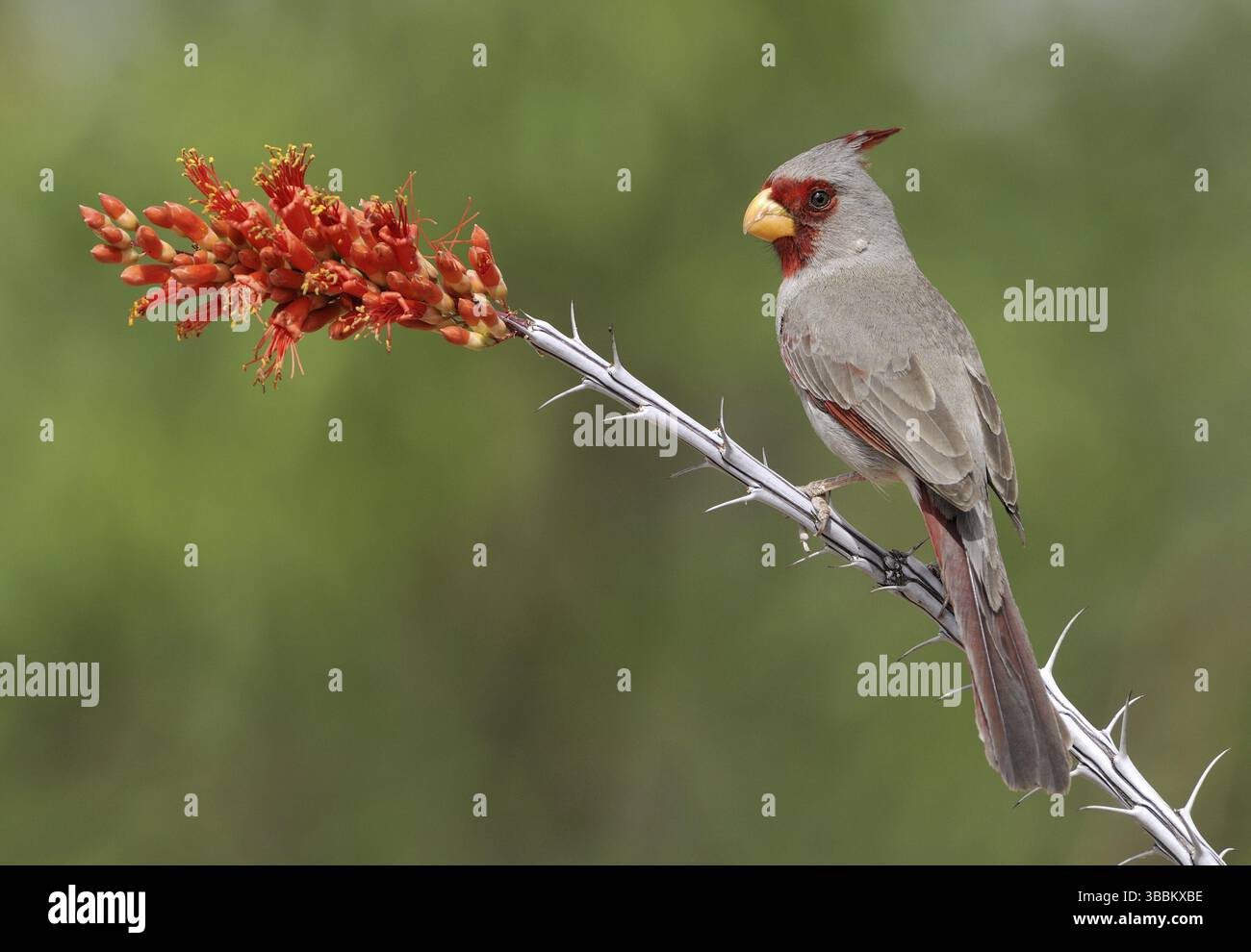 Pyrrhuloxia (Cardinalis sinuatus) mâle, Texas, USA, Amérique du Nord Banque D'Images