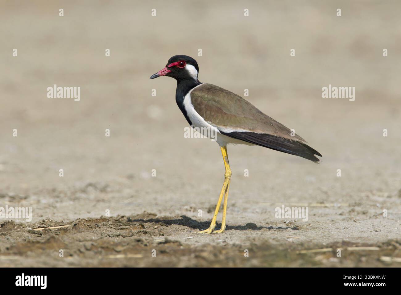 Lapse rouge (Vanellus indicus), Phetchaburi, Thaïlande, Asie Banque D'Images