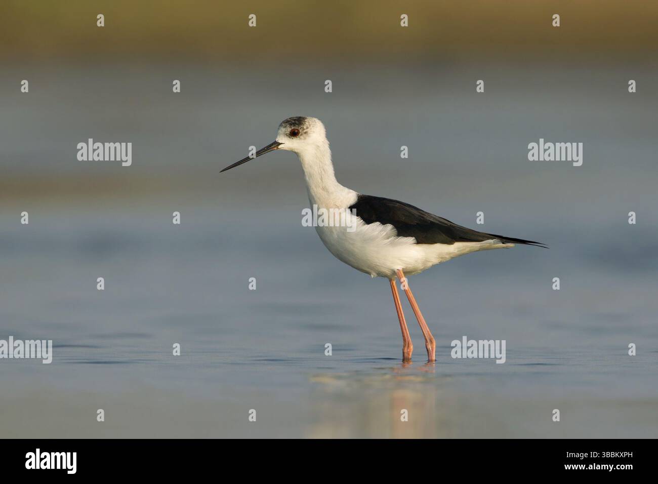 Cueillette d'alevins à ailes noires (Himantopus himantopus), Phetchaburi, Thaïlande, Asie Banque D'Images