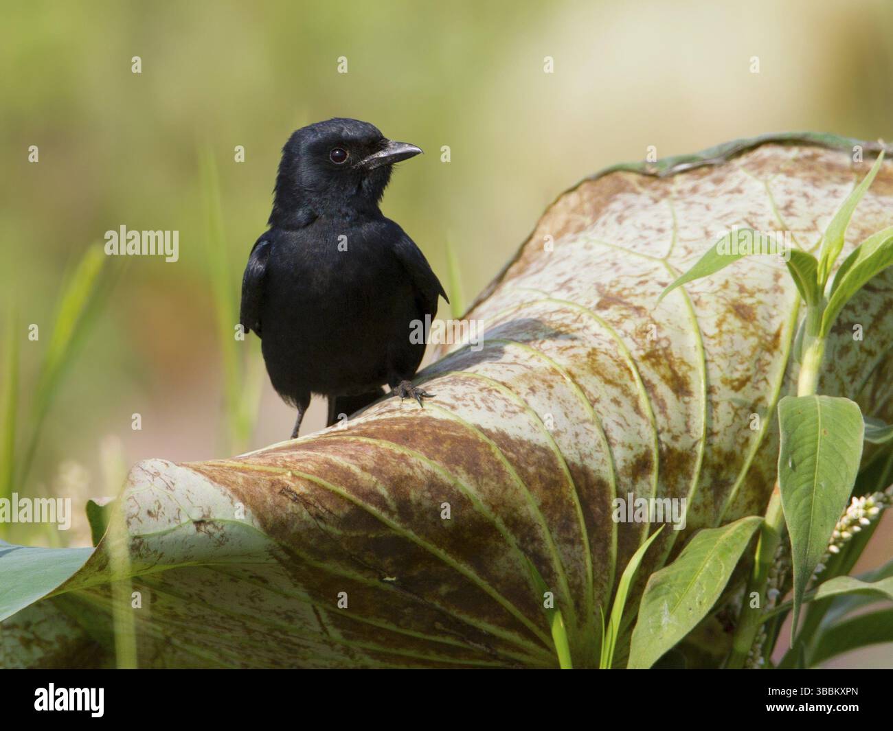 Drongo noir (Dicrurus macrocercus), Bueng Boraphet, Thaïlande, Asie Banque D'Images