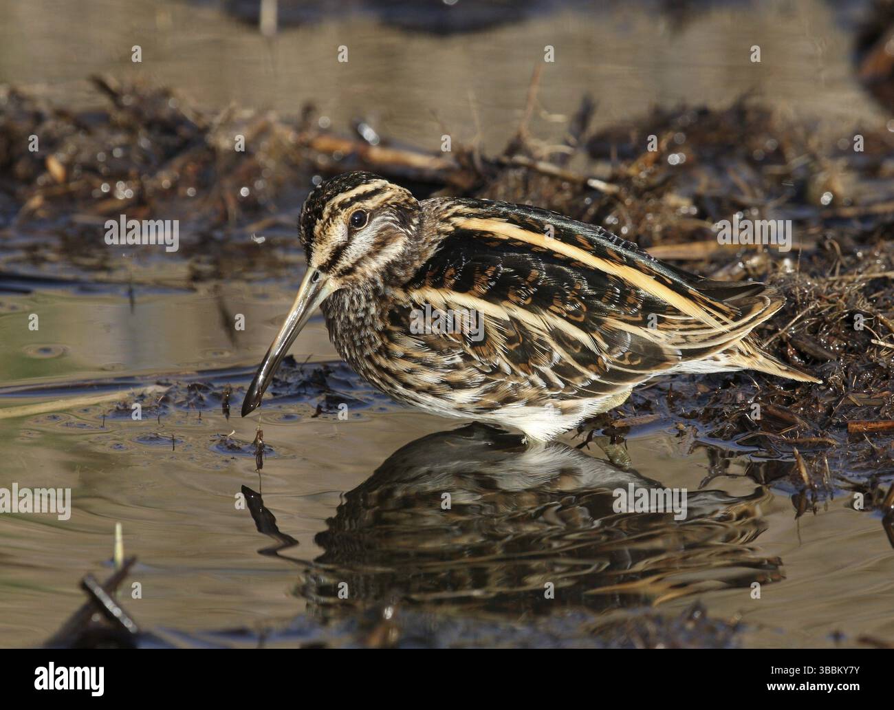 Pris a Ouessant (29) - France nom de fichier 2Z4P0713.JPG appareil photo nom du modèle Canon EOS-1D Mark III date/heure de prise de vue 18/11/2007 16 :28 :53 TV(vitesse d'obturation) Banque D'Images