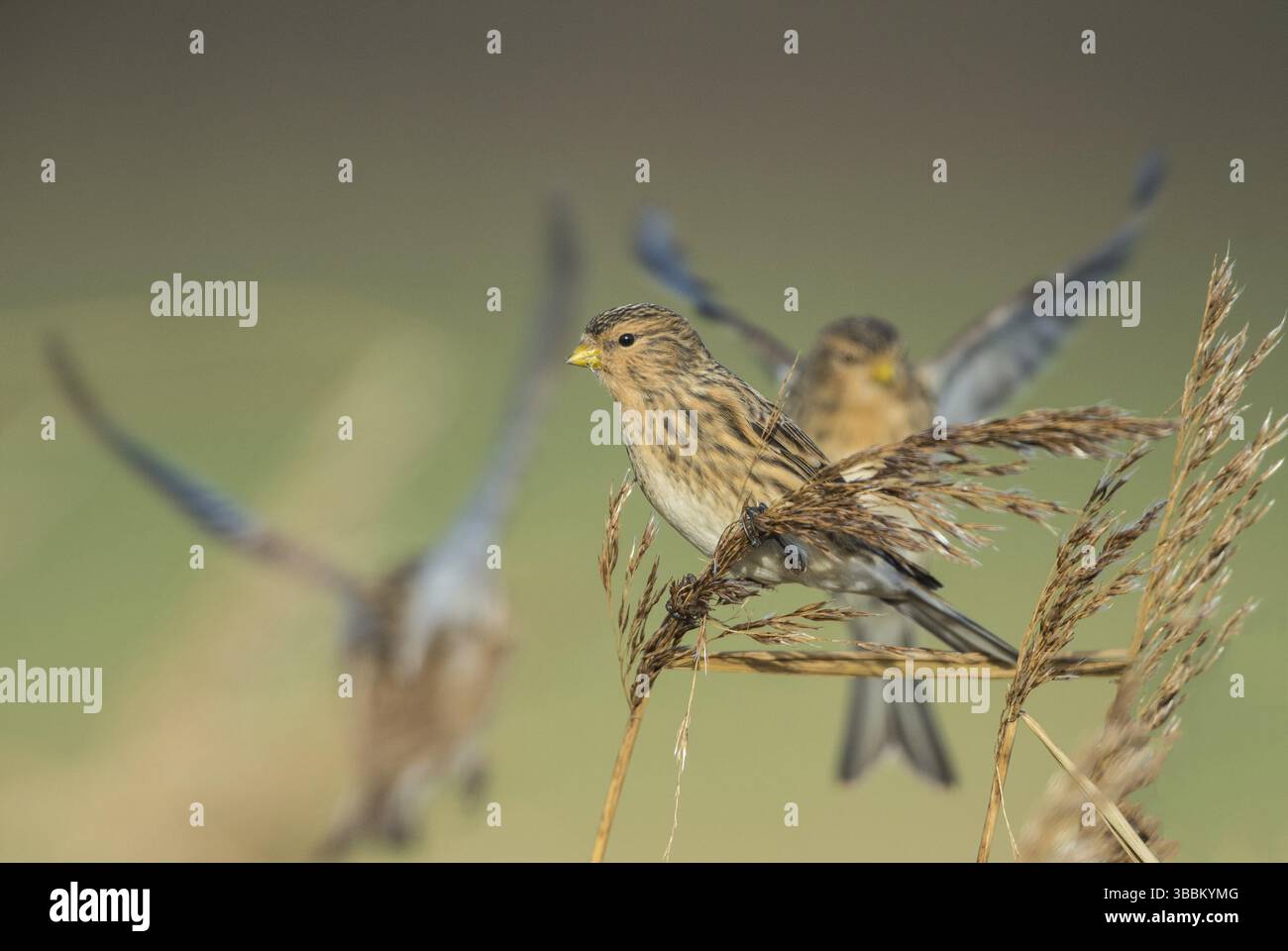 Twite (Linaria flavirostris), Schleswig-Holstein, Allemagne, Europe Banque D'Images
