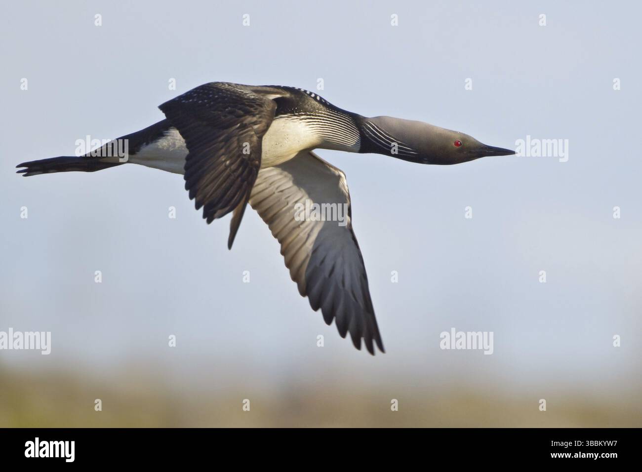 Loon du Pacifique (Gavia pacifica) volant, Manitoba, Canada, Amérique du Nord Banque D'Images