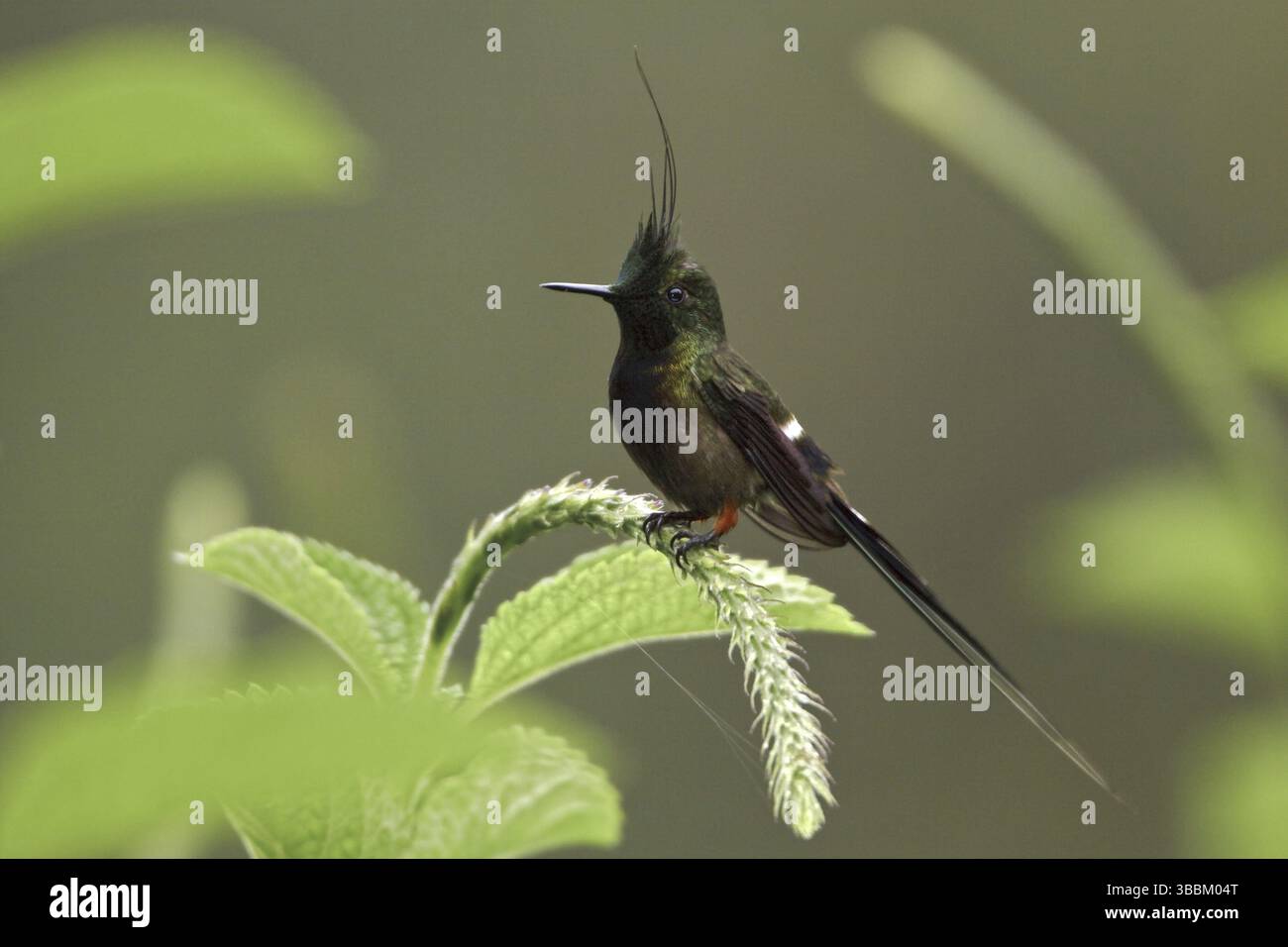 Torse à crête grillagée (Discosura popelairii), Équateur, Amérique du Sud Banque D'Images