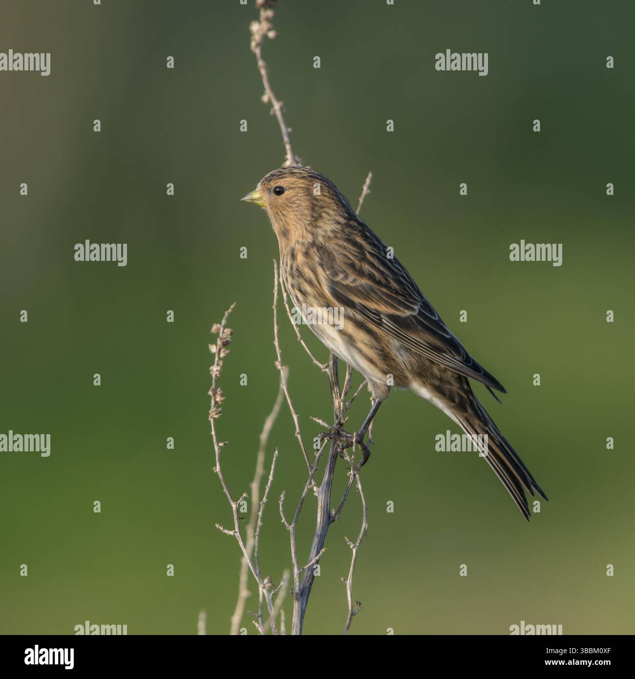 Twite (Linaria flavirostris), Schleswig-Holstein, Allemagne, Europe Banque D'Images