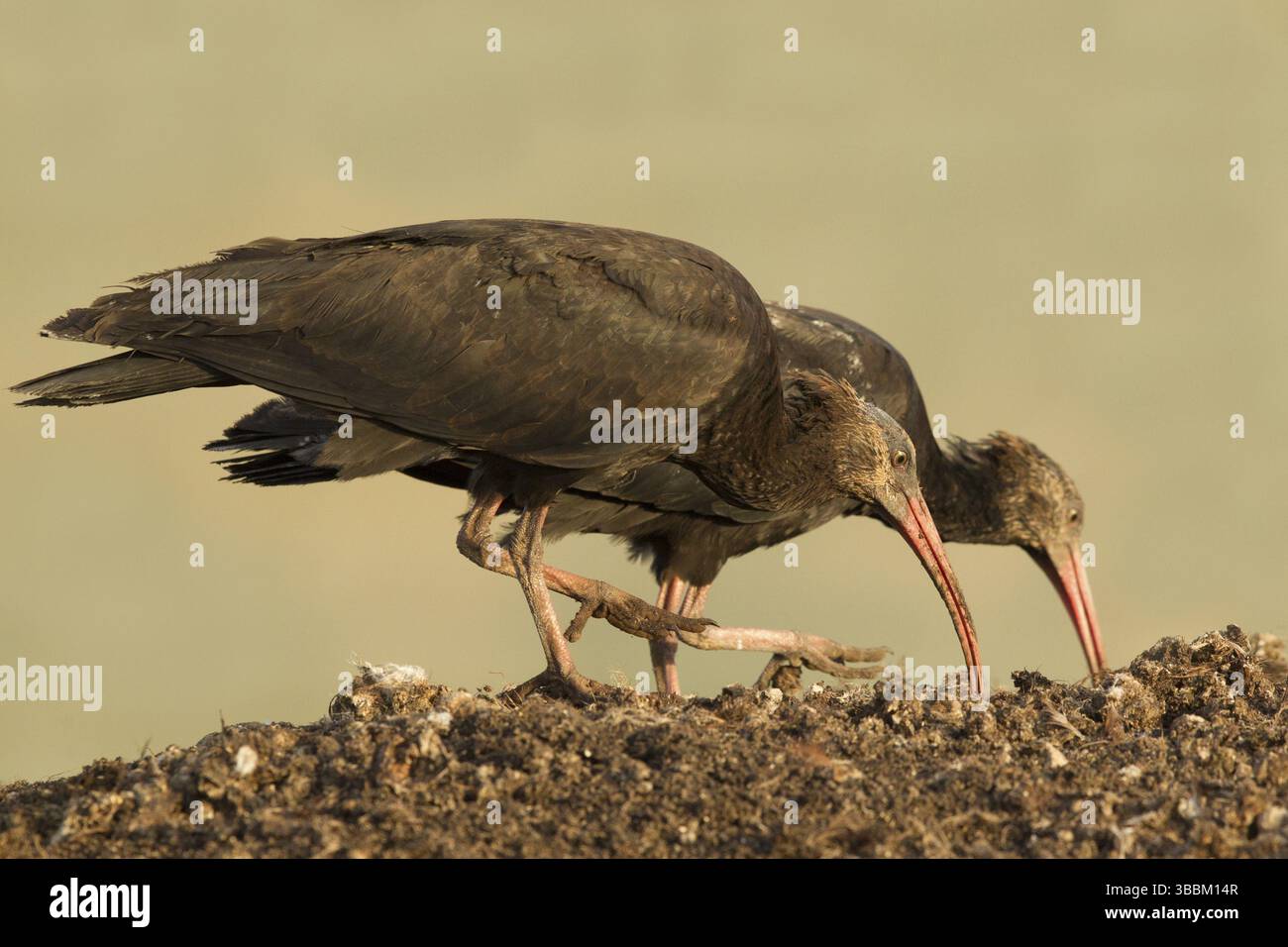 Butinerie juvénile Ibis chauve du Nord (Geronticus eremita), Maroc, Afrique Banque D'Images