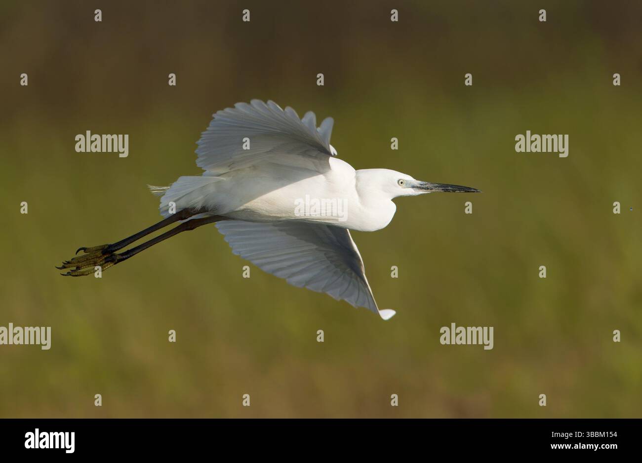 Grande aigrette (Ardea alba) volant, Bueng Boraphet, Thaïlande, Asie Banque D'Images