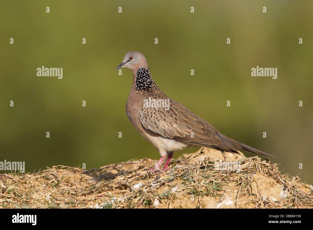 Colombe tachetée (Spilopelia chinensis), Phetchaburi, Thaïlande, Asie Banque D'Images