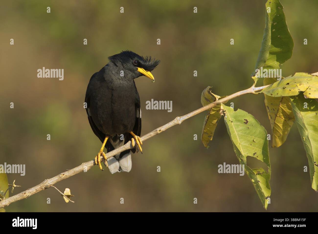Grand Myna (Acridotheres grandis), Phetchaburi, Thaïlande, Asie Banque D'Images