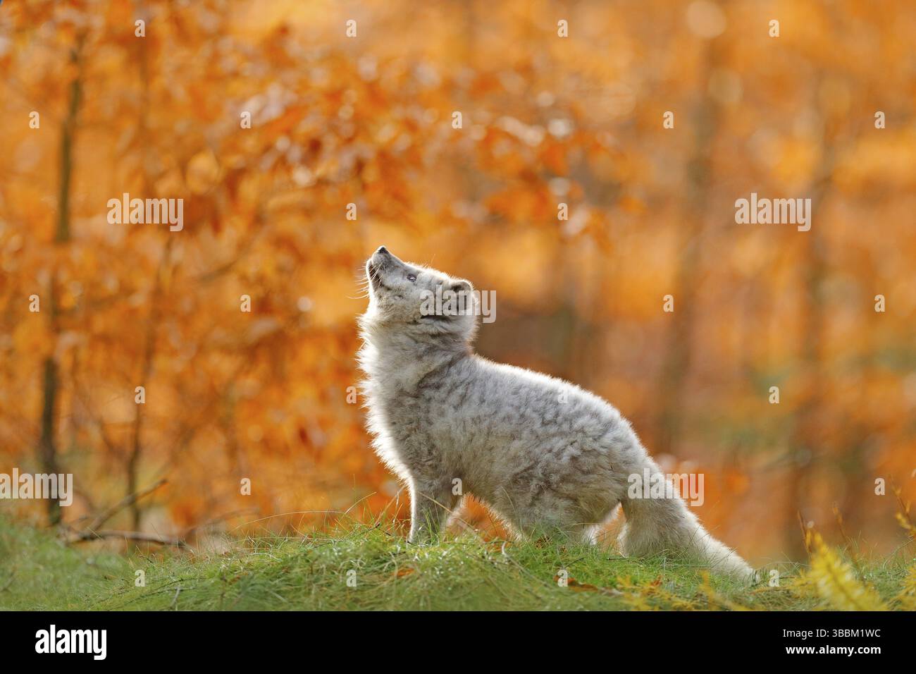 Renard polaire arctique tournant dans des feuilles d'automne orange. Joli renard, forêt d'automne. Bel animal dans l'habitat de la nature. Renard orange, portrait détaillé, tchèque. W Banque D'Images