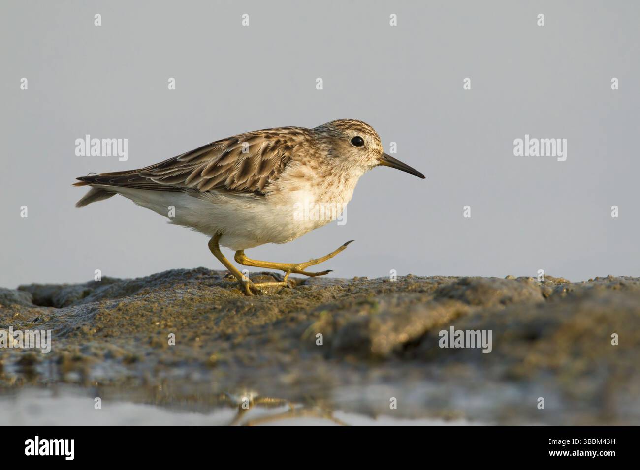 Long-orteil (Calidris subminuta), Phetchaburi, Thaïlande, Asie Banque D'Images