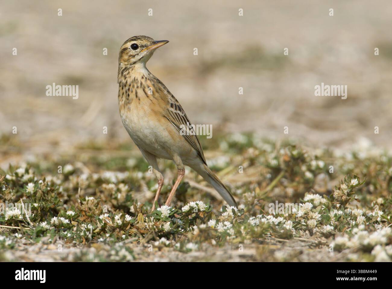 Richard's Pipit (Anthus richardi) perché sur le sol, Phetchaburi, Thaïlande, Asie Banque D'Images