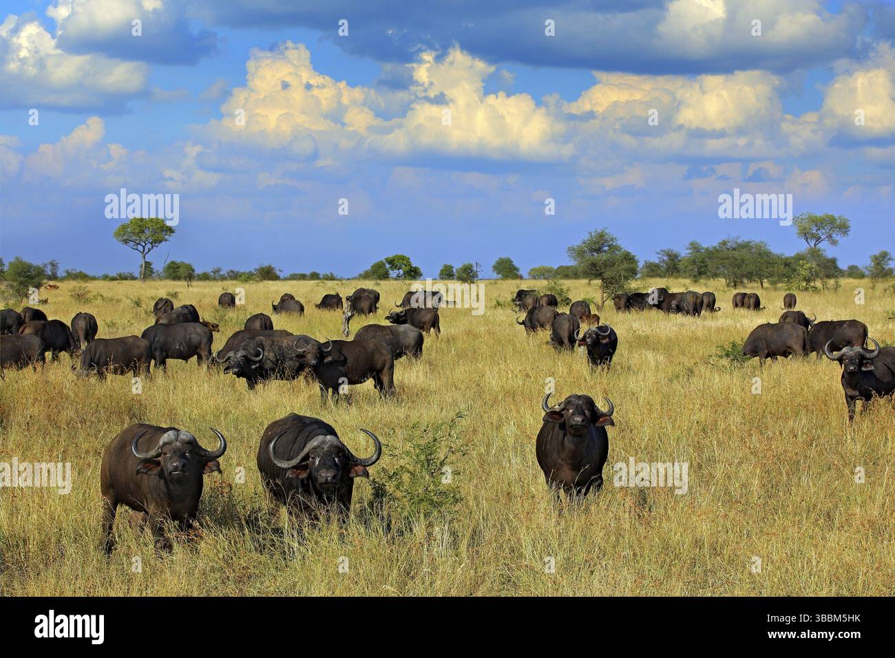 Troupeau de buffles africains sur la prairie, grand animal dans l'habitat naturel au Botswana, Afrique. Paysage africain avec grand animal gris et beau bleu Banque D'Images