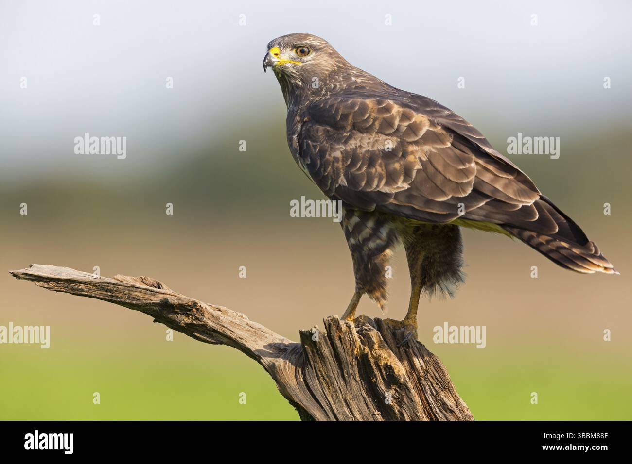 Maeusebussard, Buzzard commun, Buzzard, Buzzard eurasien, Buteo buteo, variable de buse, Busardo Ratonero Banque D'Images