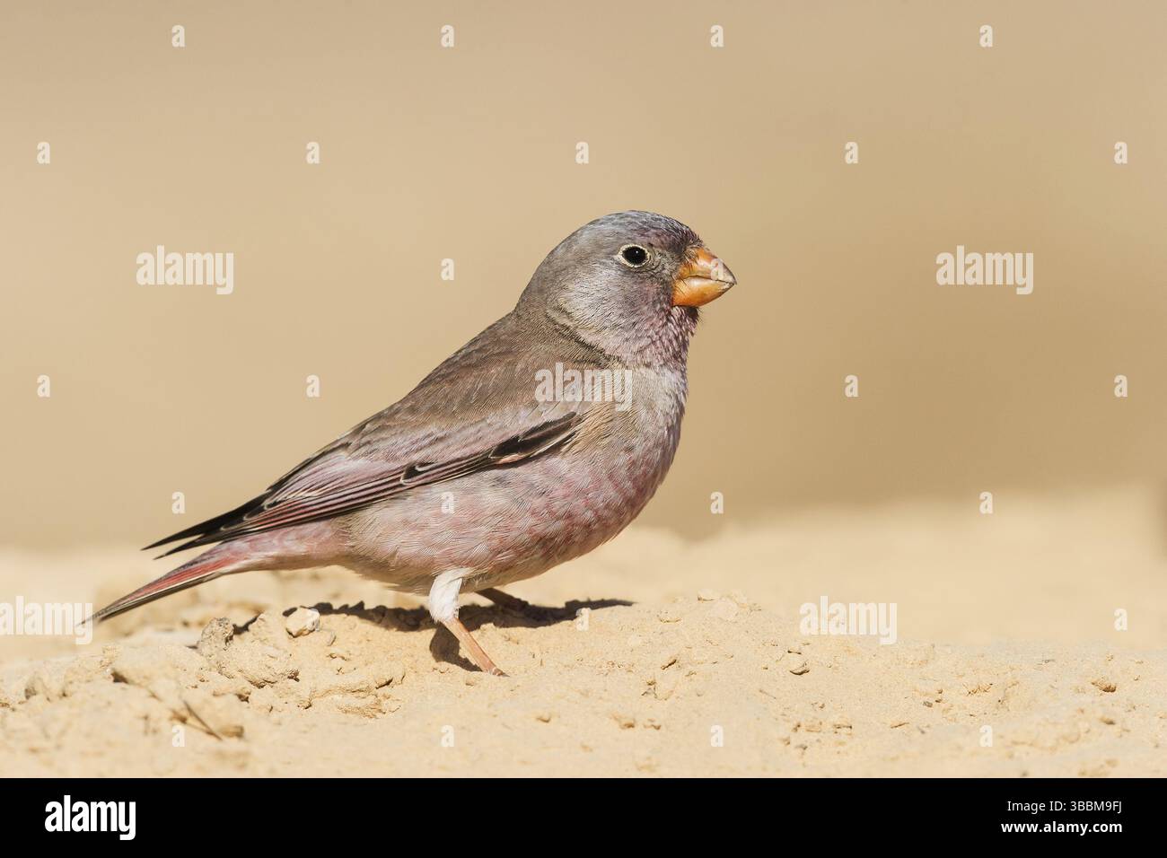 Finch trompettiste (Bucanetes githagineus) mâle, Néguev, Israël, Asie Banque D'Images
