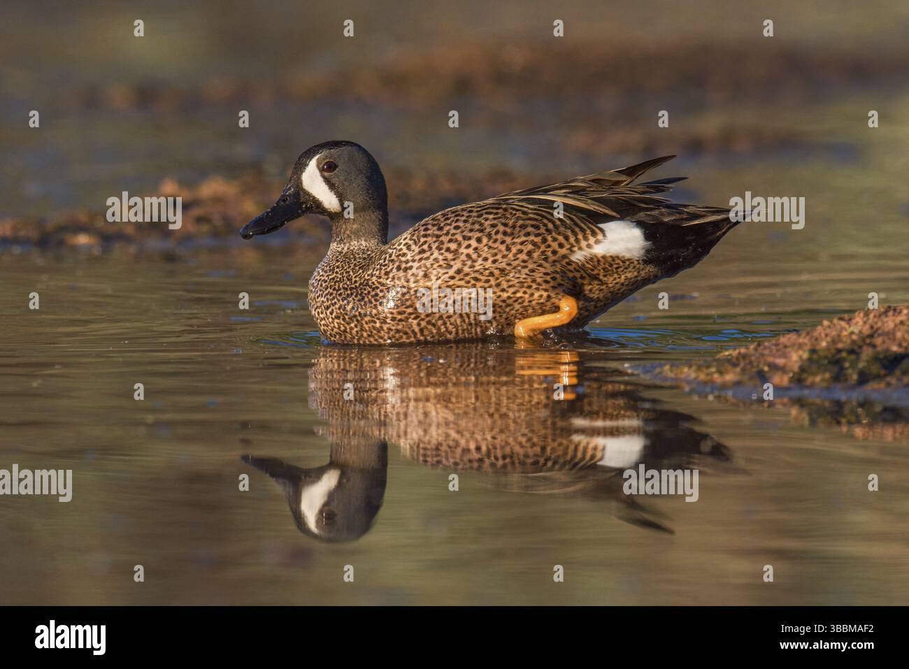 Bleu sarcelle (spatula discors) mâle, Arizona, États-Unis, Amérique du Nord Banque D'Images